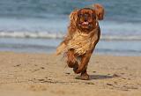 KING CHARLES SPANIEL 083
